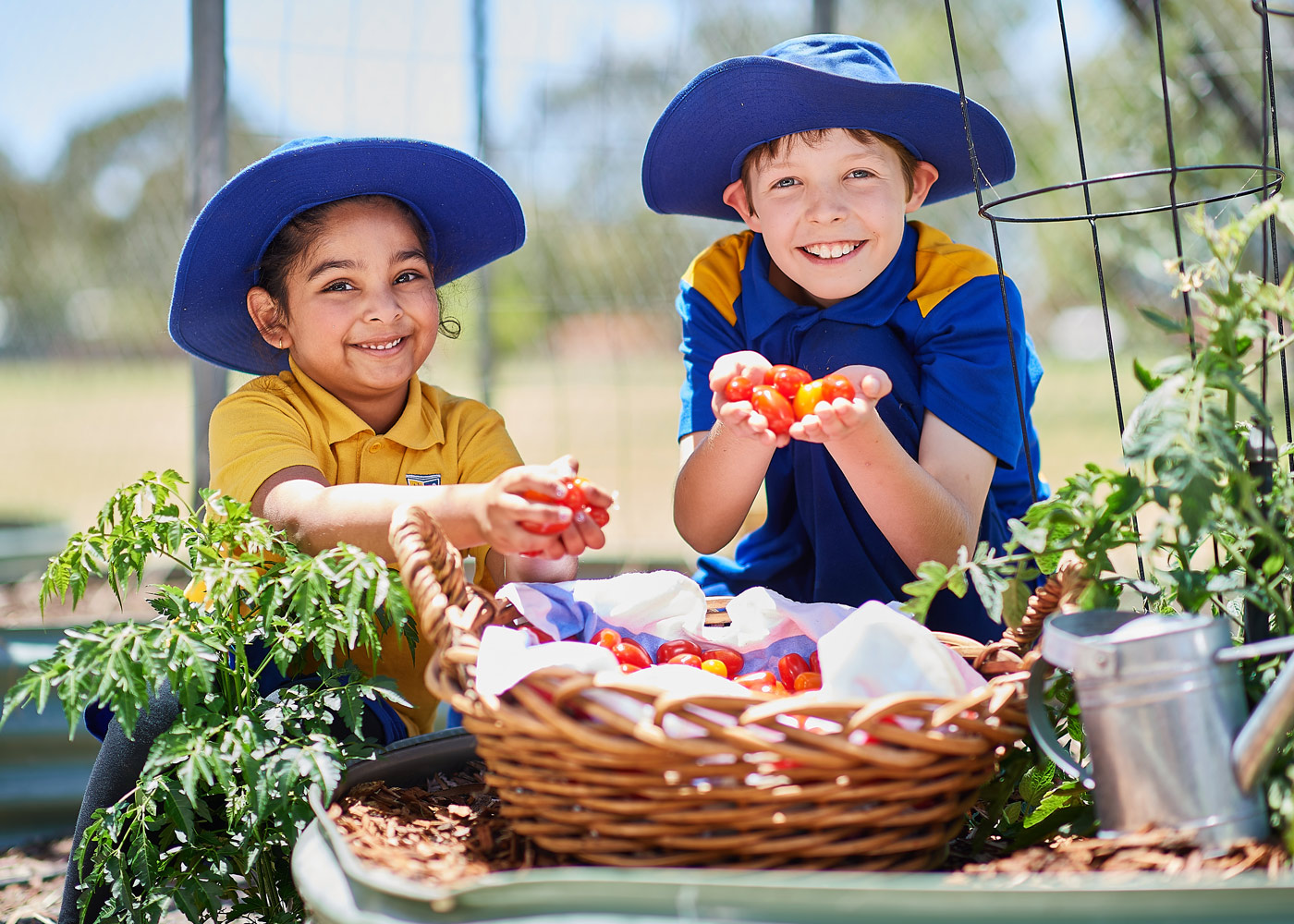 Coles partners with Perino Tomatoes to raise funds for SAKGF