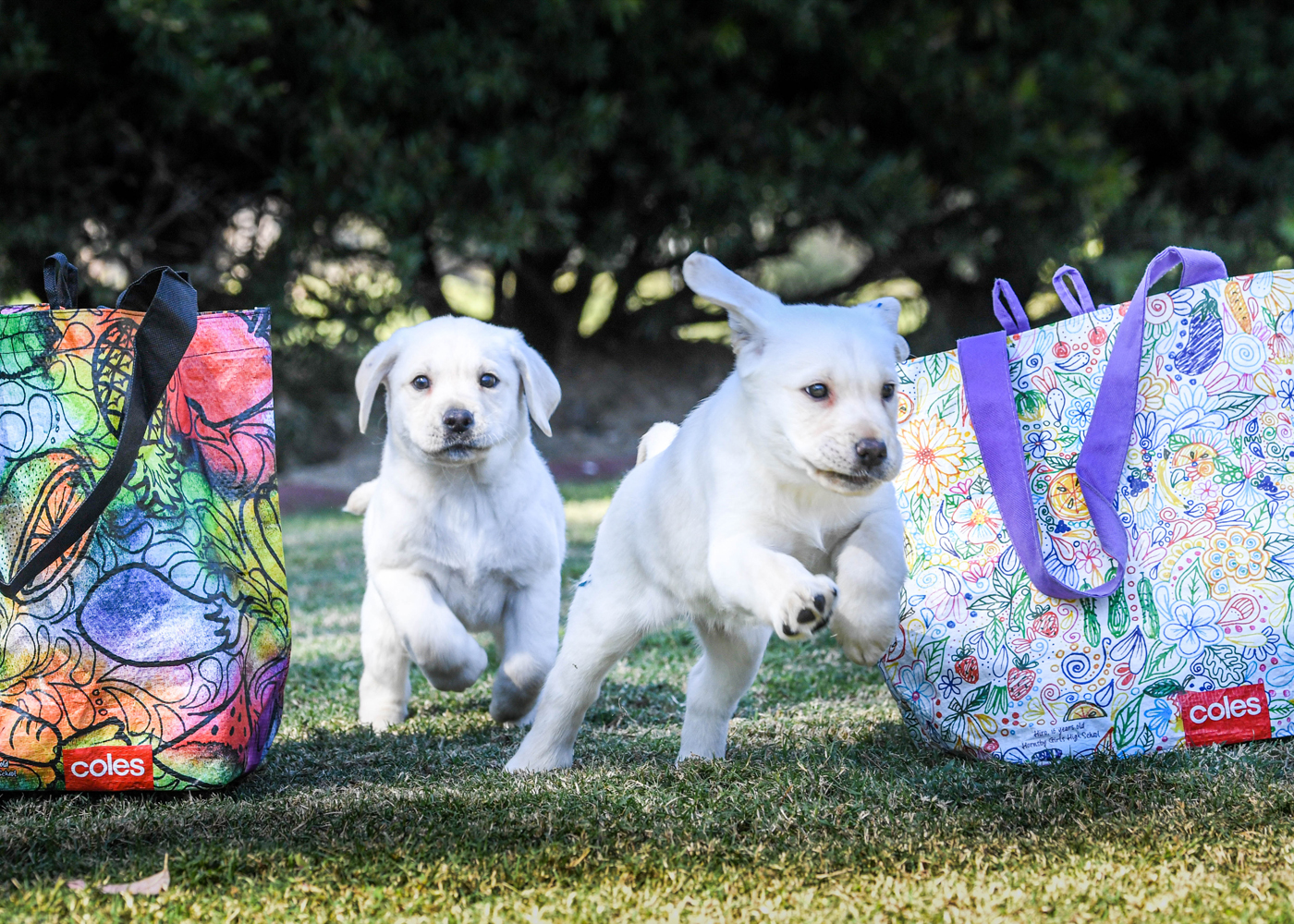 Guide Dog puppies with the bags which have helped raise funds for their training