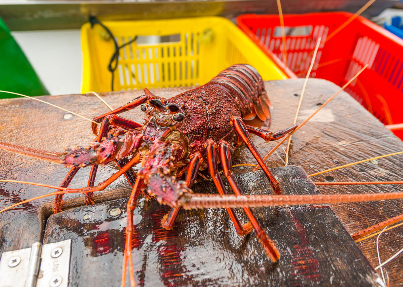 Western Australia Rock Lobster